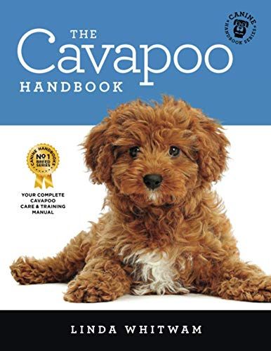 cavapoo price